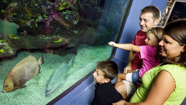 NC Aquarium at Fort Fisher closed, undergoing major renovations