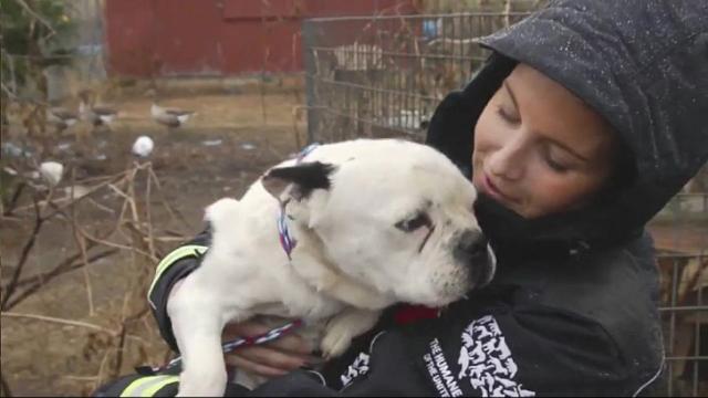 Puppy mill bill to get another push this year