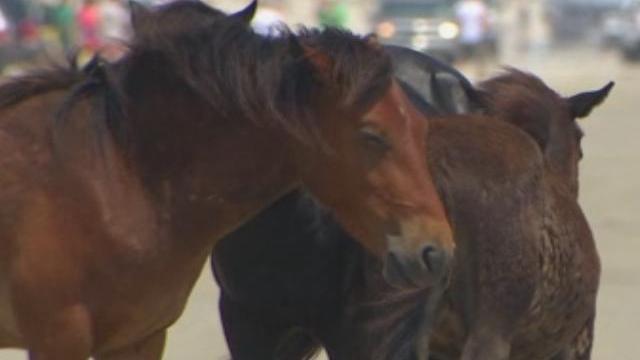 Corolla Wild Horses Face Uncertain Future