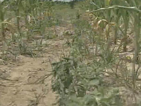 Drought Spreads to All 100 N.C. Counties