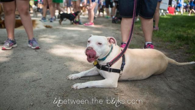 Durham APS: Walk for the Animals fundraiser is still on with social distancing in mind