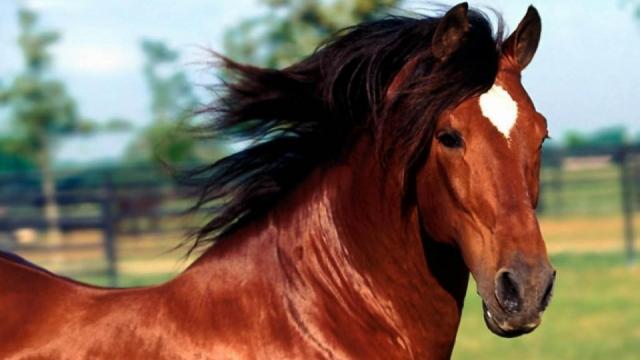 Horse contracts fatal mosquito-borne disease in Cumberland County