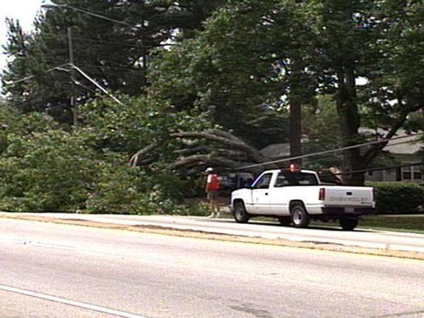 Western Boulevard motorists faced a leafy obstacle Sunday afternoon.(WRAL-TV5 News)