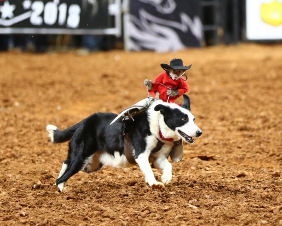 The World's Toughest Rodeo comes to PNC Arena on Saturday January 15, 2016 in Raleigh N.C. (Chris Baird / WRAL Contributor).