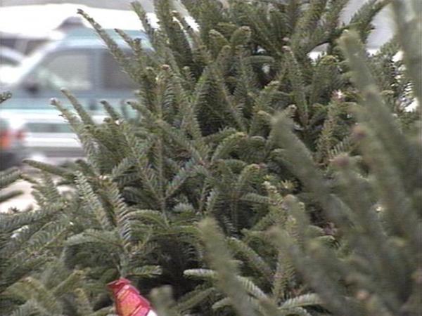 'Tis the season for Christmas trees. Taking a few steps can prevent a holiday tragedy.(WRAL-TV5 News)