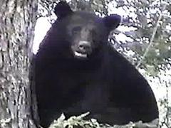 Growing Black Bear Population a Factor in Recent Sightings