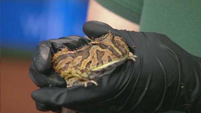 NC Museum of Natural Sciences celebrates reptiles and amphibians this month