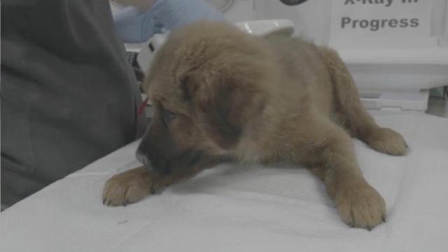 ASPCA holds adoption event for animals seized in Hoke County
