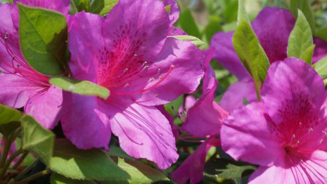 Nonprofits can bloom with free plants from 35th Annual WRAL Azalea Celebration