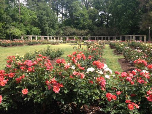 The garden near downtown Raleigh is in bloom around Mother's Day.