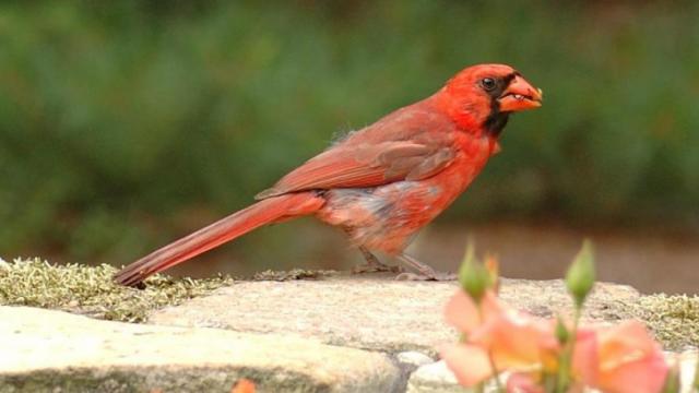 Duke Gardens Cardinal