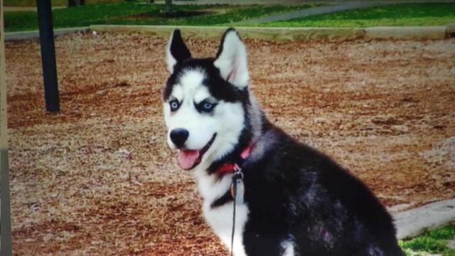 Lee County husky shot by neighbor after grabbing chicken