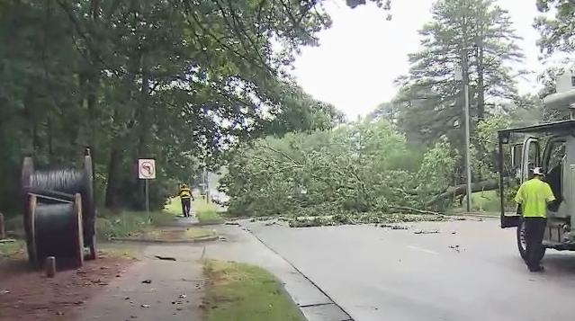 Tree falls on Wade Avenue