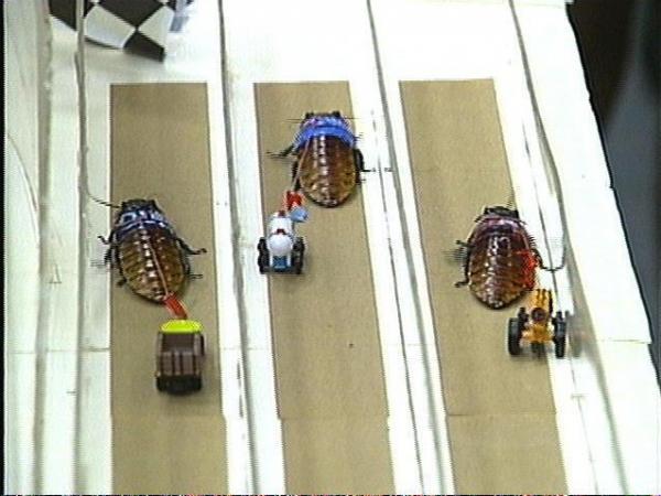 Cockroaches race to the finish line