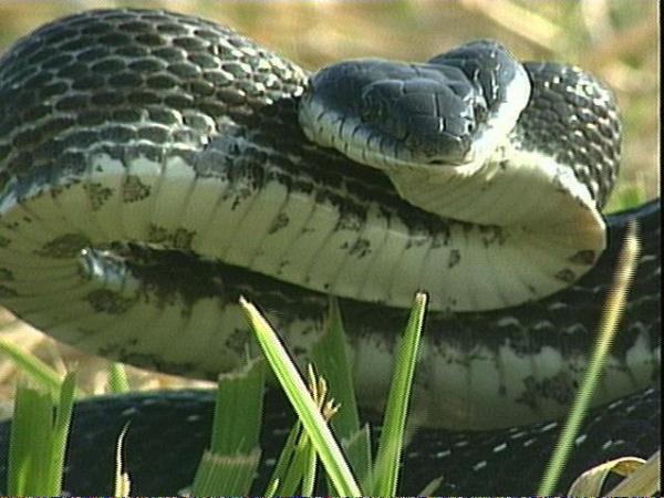 A black rat snake prepares to strike at the camera