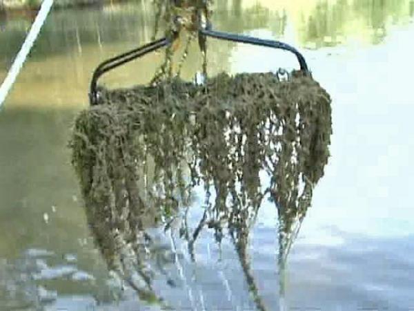 Homeowners fight dreaded aquatic weed