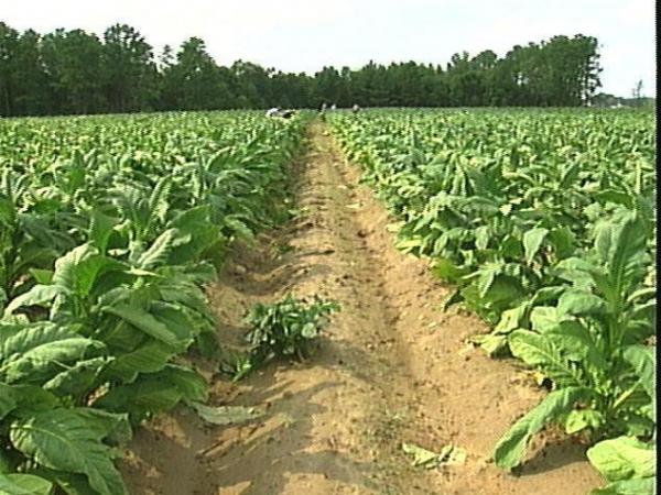 This Johnston Co. tobacco field may be salvaged