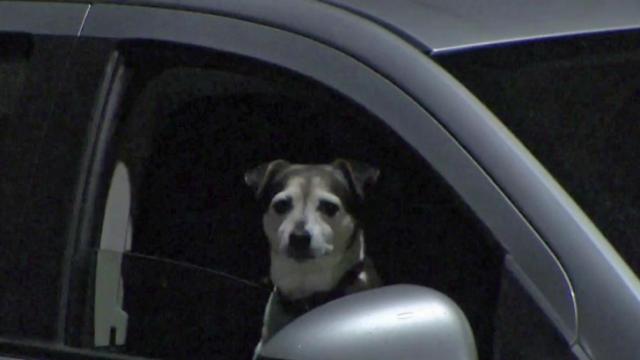 Drivers could be fined if Fido's behind the wheel