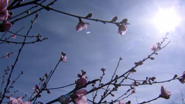 Farmers fret frost could kill early blooming fruit