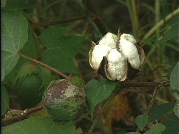 Cotton is becoming the new alternative for tobacco farmers.