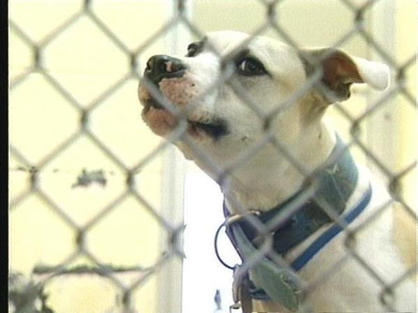 Dogs like this one at the Orange Co. Animal Shelter are believed to have been abused in fights.