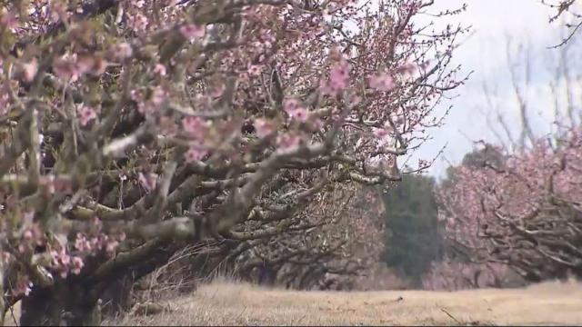  Freezing temperatures are devastating for Moore County fruit farmers