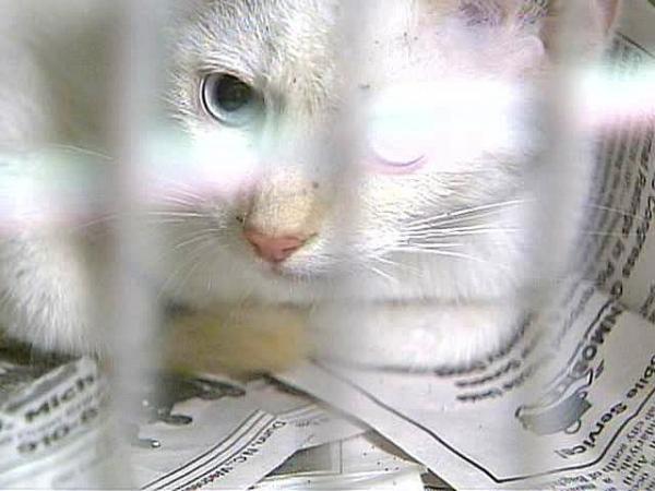 Inspectors Check Conditions at N.C. Animal Shelters