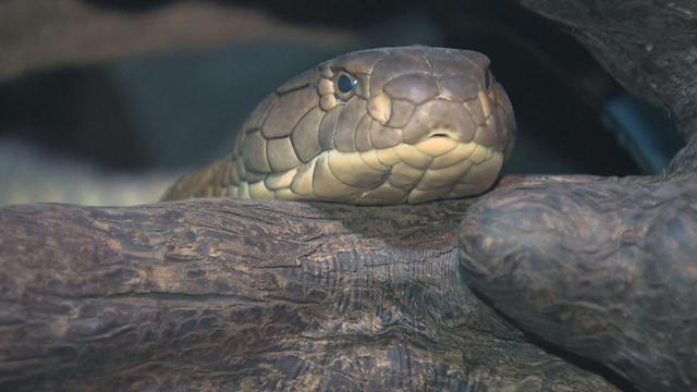 Deadly creatures on display at Cape Fear Serpentarium