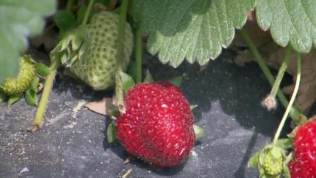 Raleigh farmers babysit strawberry crops during Wednesday morning frost advisory