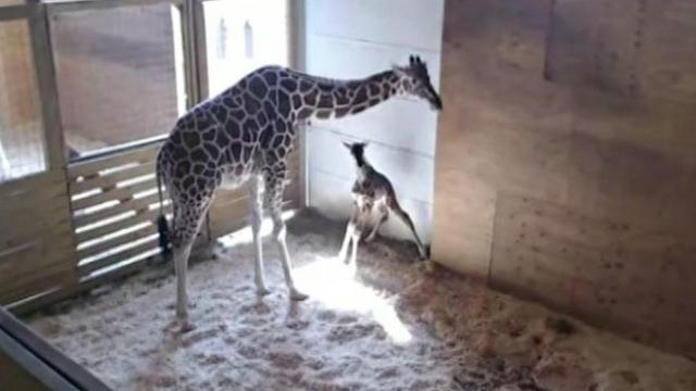 April the giraffe's baby not relocating to North Carolina