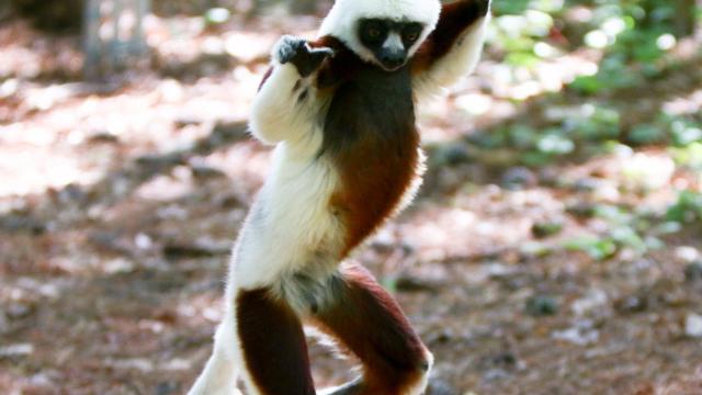 Duke Lemur Center to restart in-person tours June 4