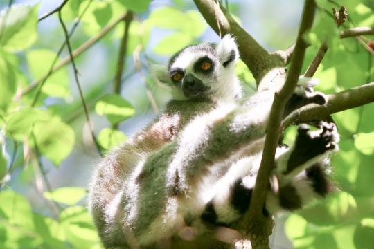 Ring-tailed Lemurs at the Duke Lemur Center. The Duke Lemur Center hosted an Earth Day open house on April 22, 2017 in Durham, North Carolina. (Photo by: Jerome Carpenter/WRAL Contributor)