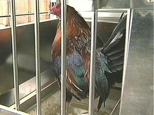 Alleged cock-fighting ring busted in Granville County