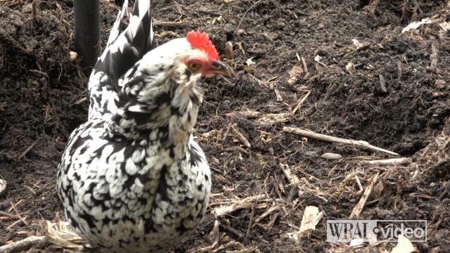 CDC: Salmonella infections reported in 48 states, likely from backyard chicken coops 