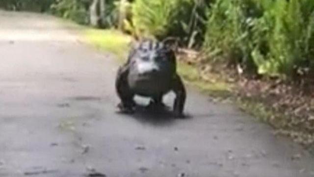 10-foot gator struts down Florida trail