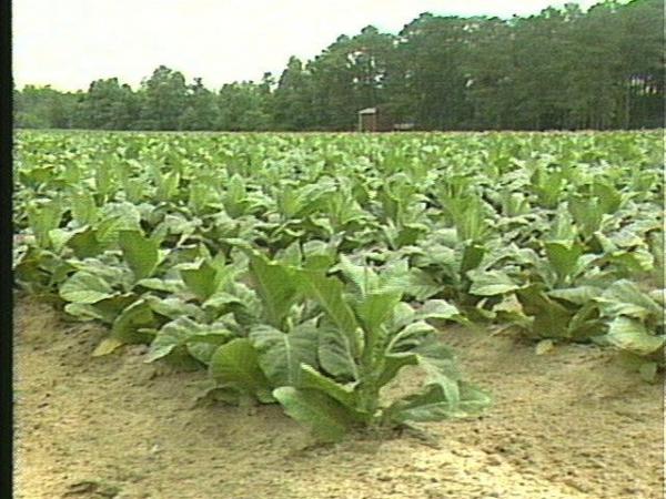Decisions about tobacco quotas for this year could mean bad news for farmers.