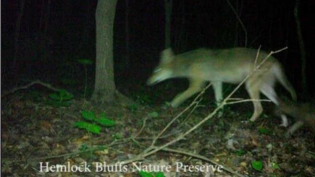 Town of Cary cautions residents of coyotes