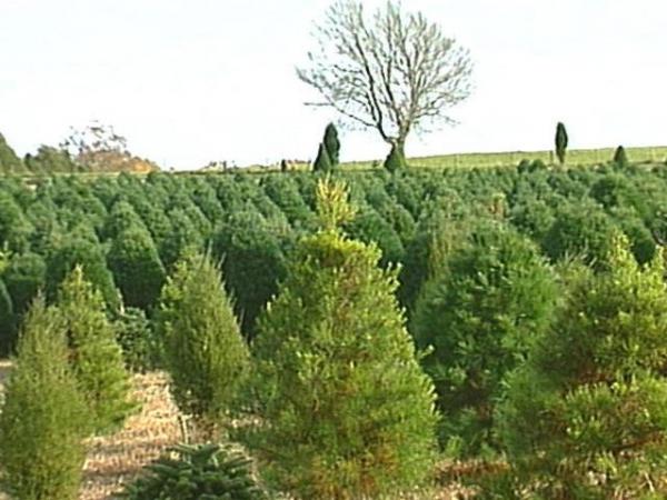 It looks like a mountain tree farm, but it's actually here in the triangle.