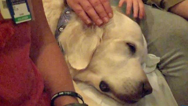 Duke testing dogs as comfort to sick kiddies