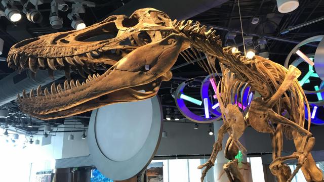 Researchers suggest tyrannosaurus had 3 separate species 