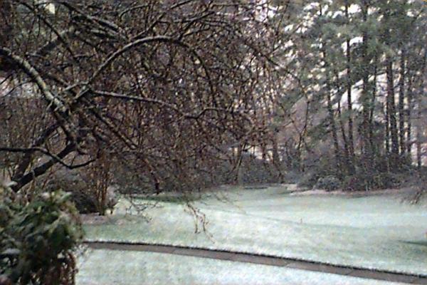 Snow began sticking to the tress and grass in the WRAL Gardens at about 8:30 a.m. Snow could continue into the afternoon and accumulate one to three inches. (WRAL OnLine)