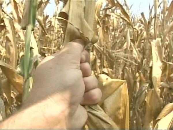 Drought, Heat Taking Toll on Crops