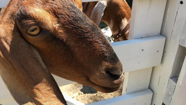 Become a pen pal - with Historic Oak View County Park's goats