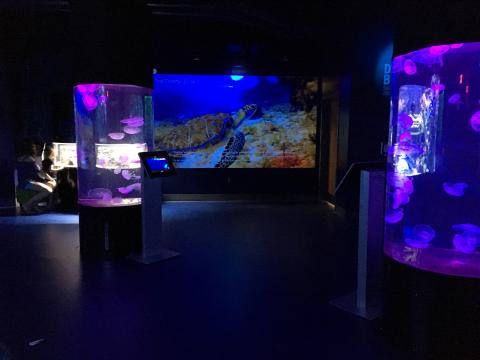 Expanded Wiseman Aquarium at Greensboro Science Center