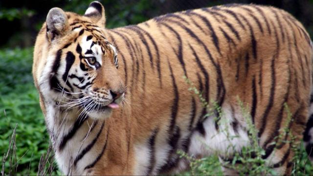 Carolina Tiger Rescue to reopen for tours on June 5