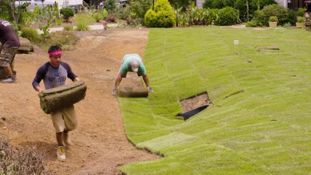 Sod offers easy path to perfect lawn