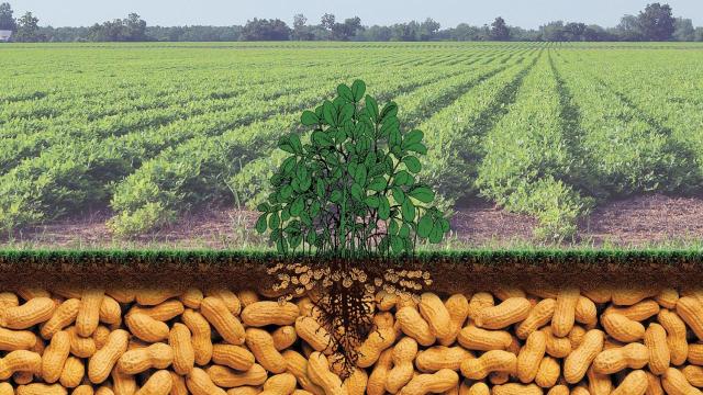 Peanuts have long been at the forefront of sustainable agricultural practices, with environmentalists going so far as to advocate that green-minded consumers eat peanuts on Earth Day. 