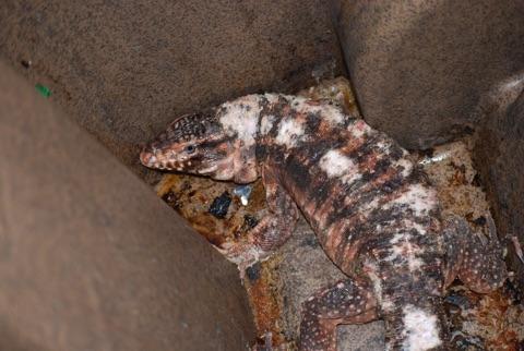 A Wake Forest resident provided this photo of a lizard.