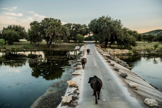 Zebu from South Asia walk across a dam at the Ox Ranch in Uvalde, Texas, Aug. 17, 2017. In the hill country outside San Antonio, the safari-style world of rare and endangered species symbolizes the popularity and controversy of exotic game hunting. (Daniel Berehulak/The New York Times) 