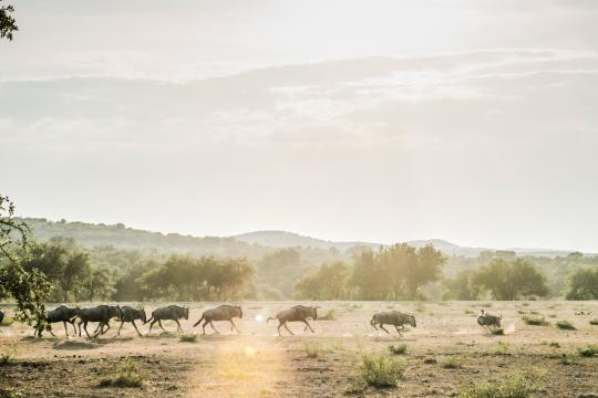 Wildebeest run free on the Ox Ranch’s rangeland in Uvalde, Texas, Aug. 15, 2017. In the hill country outside San Antonio, the safari-style world of rare and endangered species symbolizes the popularity and controversy of exotic game hunting. (Daniel Berehulak/The New York Times) 